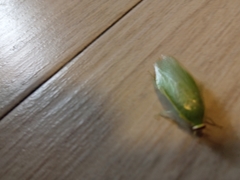 Panchlora