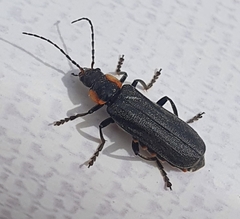 Cantharis obscura