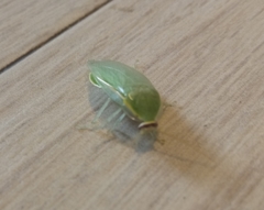 Panchlora