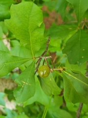 Amphibolips melanocera
