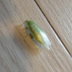 Panchlora