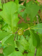 Amphibolips melanocera