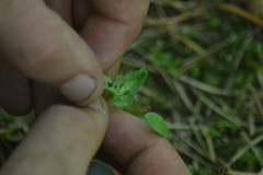 Botrychium neolunaria
