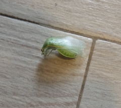 Panchlora
