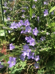 Campanula lyrata