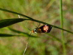 Adela australis