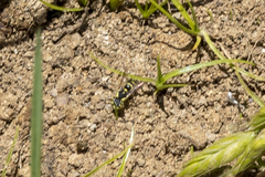 Euparagia scutellaris