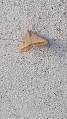 Isturgia arenacearia