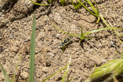 Euparagia scutellaris