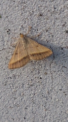 Isturgia arenacearia