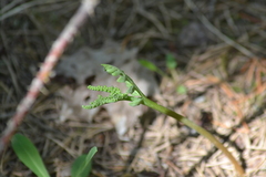 Botrychium spathulatum