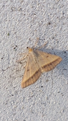 Isturgia arenacearia