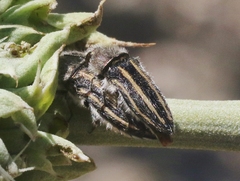 Acmaeodera pubiventris lanata