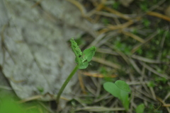 Botrychium neolunaria