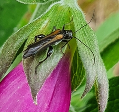 Oedemera pthysica