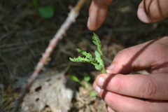 Botrychium spathulatum