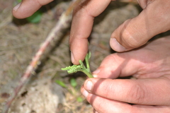 Botrychium spathulatum