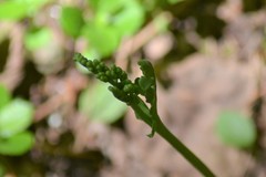 Botrychium spathulatum