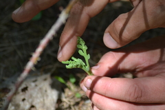 Botrychium spathulatum