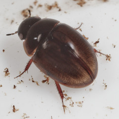 Anacaena limbata