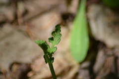 Botrychium spathulatum