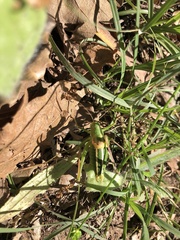 Poecilimon artedentatus