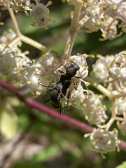 Molorchus bimaculatus