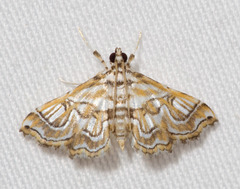 Neurophyseta