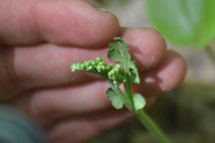 Botrychium spathulatum