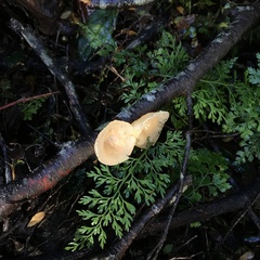 Aleurodiscus vitellinus