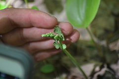 Botrychium spathulatum