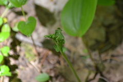 Botrychium spathulatum