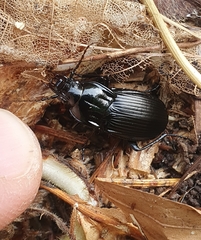 Abax parallelepipedus