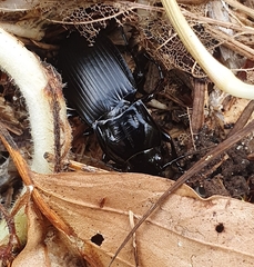 Abax parallelepipedus