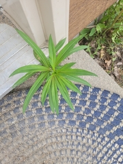 Media resource of Chamaenerion angustifolium