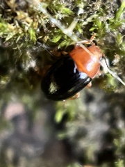 Triplax thoracica
