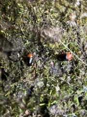 Triplax thoracica