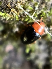 Triplax thoracica