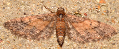 Eupithecia palpata
