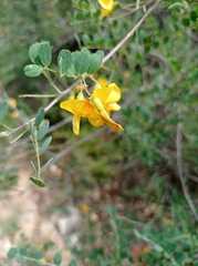 Colutea