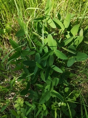 Trifolium montanum