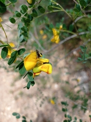 Colutea
