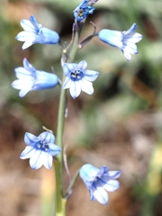 Brimeura amethystina