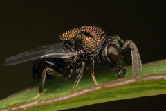 Perilampus laevifrons