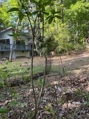 Exobasidium symploci