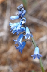 Brimeura amethystina