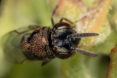 Perilampus laevifrons