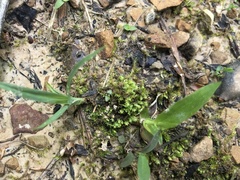 Fissidens bushii