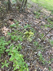 Exobasidium symploci