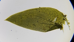 Plagiothecium nemorale